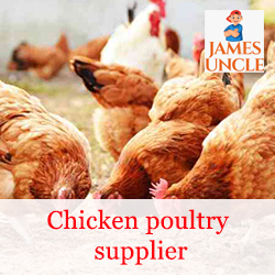 Chicken poultry supplier Mr. Sambhu Nath Jana in Hijalberia
